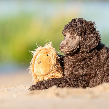 Max & Molly Huggles Toy sípolós plüss - Lion George