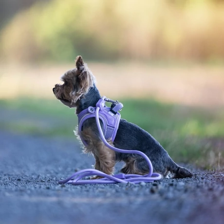 Max & Molly Matrix 2.0 Rope Leash póráz 2m Ø 8mm - Lavender/XS-S