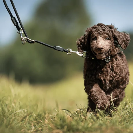 Max & Molly Matrix 2.0 Rope Leash póráz