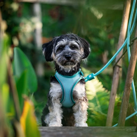 Max & Molly Matrix 2.0 Air Vest hám - Turquoise