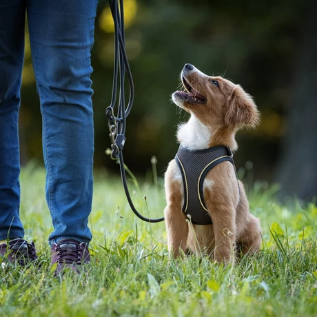 Max & Molly Matrix 2.0 Rope Leash póráz 2m Ø 12mm - Stone/L-XL
