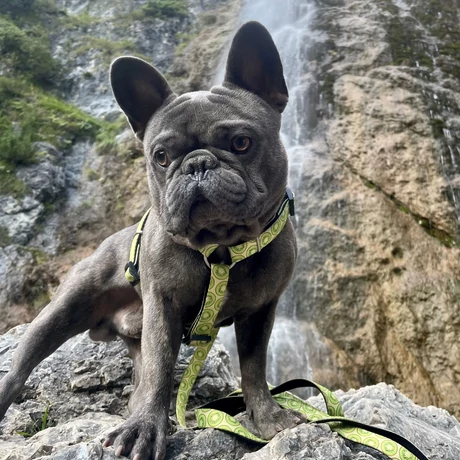 Max & Molly multi-póráz - Kiwi - S