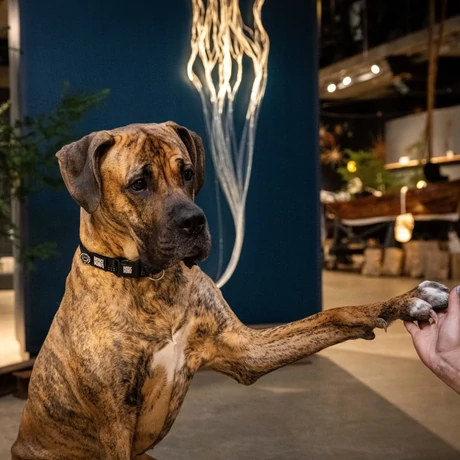 Max & Molly Smart ID nyakörv - Matrix 2.0 Black - M