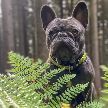 Max & Molly Smart ID nyakörv - Kiwi - M