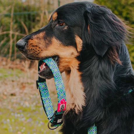 Max & Molly Smart ID nyakörv - Retro Blue - XS