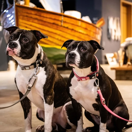 Max & Molly Smart ID nyakörv - Matrix 2.0 Rose - S