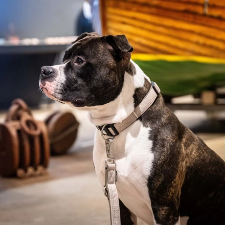 Max & Molly Smart ID nyakörv - Matrix 2.0 Sand - M