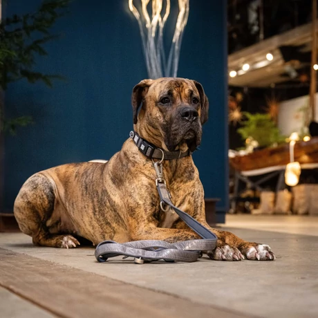 Max & Molly Smart ID nyakörv - Matrix 2.0 Stone - S