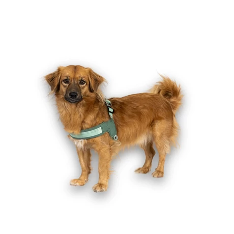 Max & Molly Q-Fit hám - Matrix 2.0 Jade - M