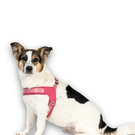 Max & Molly Q-Fit hám - Matrix 2.0 Rose - XS