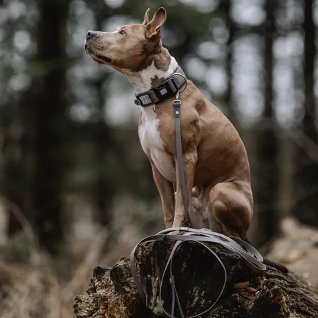 Max&Molly Matrix 2.0 Tracking Leash póráz - Turquoise